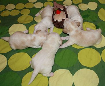 1920 X 1577 250.9 Kb 1920 X 1535 258.2 Kb -, !  'Prime Prade'