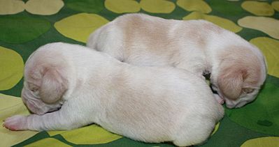 1920 X 1016 183.0 Kb 1920 X 1577 250.9 Kb 1920 X 1535 258.2 Kb -, !  'Prime Prade'