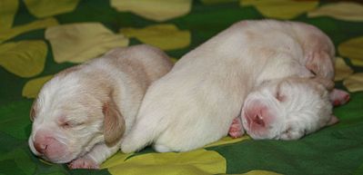 1920 X 928 141.1 Kb -, !  'Prime Prade'