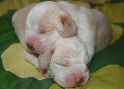 1920 X 1371 228.7 Kb 1920 X 928 141.1 Kb -, !  'Prime Prade'