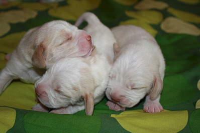 1920 X 1281 455.3 Kb 1920 X 1371 228.7 Kb 1920 X 928 141.1 Kb -, !  'Prime Prade'