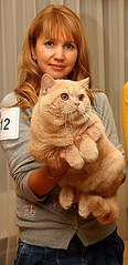 200 X 412 23.9 Kb 611 X 407 50.7 Kb Продаются британские малыши