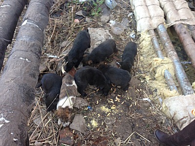 1632 X 1224 773.9 Kb ������ ������������ ������.