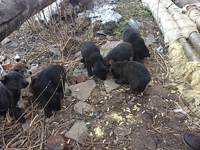 1632 X 1224 1023.3 Kb ������ ������������ ������.