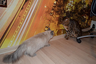 1920 X 1280 593.3 Kb 1920 X 1280 426.6 Kb    3 