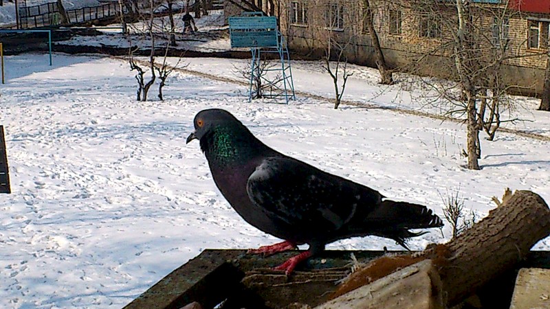 1920 X 1080 453.9 Kb 1920 X 1080 442.6 Kb 1575 X 1125 382.9 Kb 230 x 408 Вот МОЯ деревня... АКУНА МАТАТА) - всякой твари по паре. ПРОДАЮ ШИНШИЛЛ, МОР.СВИНОК