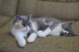 1920 X 1280 389.4 Kb   