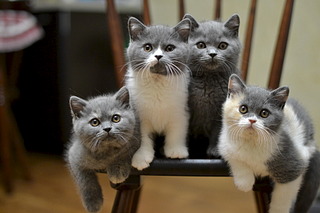 1920 X 1280 429.4 Kb   