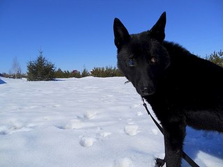 604 X 453  35.3 Kb 604 X 453  57.1 Kb Не смогла пройти мимо... Помогите собаке спасти зрение! Глаза - жесть :(