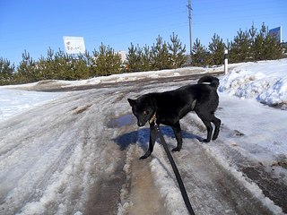 604 X 453  68.2 Kb 604 X 453  63.9 Kb 604 X 453  35.3 Kb 604 X 453  57.1 Kb Не смогла пройти мимо... Помогите собаке спасти зрение! Глаза - жесть :(