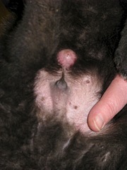 1920 X 2560 748.8 Kb 1920 X 2560 354.8 Kb ������ ������������ ������.