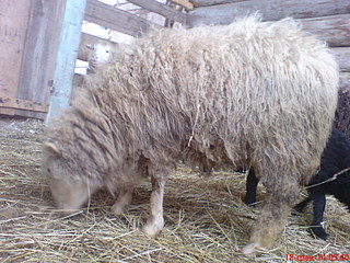 1632 X 1224 555.9 Kb  