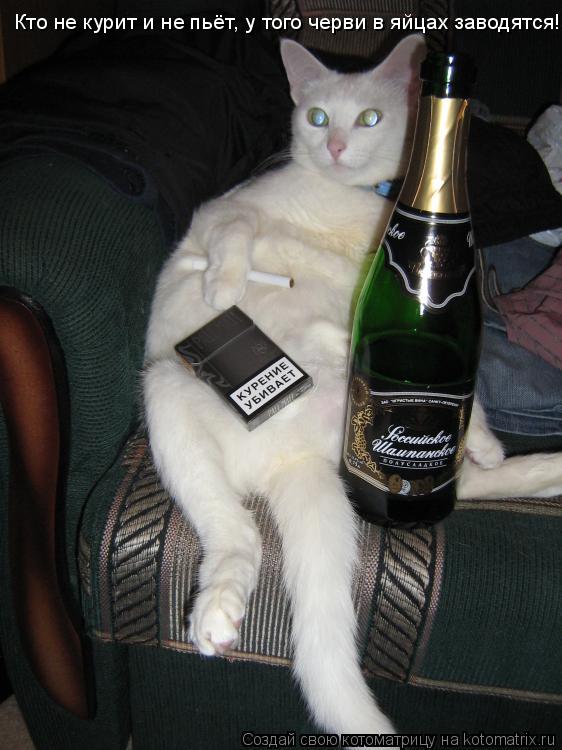 Видео пить курить. Кот бухает. Кот пьет пиво. Кто курит и пьет. Кот пьет пиво и курит.