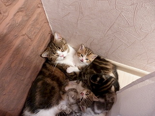 1920 X 1440 693.0 Kb  .   ( 30.03.14)