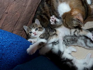 1920 X 1440 731.0 Kb 1920 X 1440 693.0 Kb  .   ( 30.03.14)