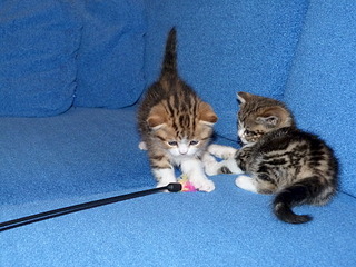 1920 X 1440 864.6 Kb 1920 X 1440 425.7 Kb  .   ( 30.03.14)