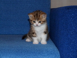 1920 X 1440 732.4 Kb 1920 X 1440 864.6 Kb 1920 X 1440 425.7 Kb  .   ( 30.03.14)