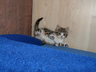 1920 X 1440 589.3 Kb 1920 X 1440 893.3 Kb  .   ( 30.03.14)