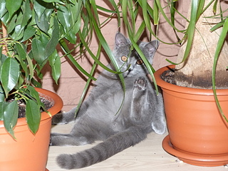 1920 X 1440 278.6 Kb  .   ( 30.03.14)