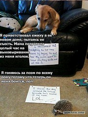 600 X 800 131.8 Kb 600 X 452  61.8 Kb Улыбнемся?