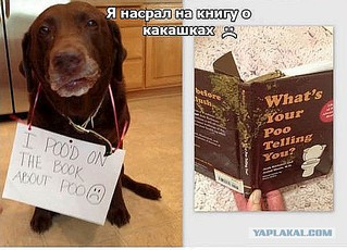 600 X 432  66.7 Kb 600 X 768  88.9 Kb 600 X 808 128.5 Kb 600 X 800 131.8 Kb 600 X 452  61.8 Kb Улыбнемся?