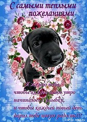 425 X 600 100.8 Kb 350 X 513 34.9 Kb Эрдельтерьеры и Немецкие доги в Ижевске