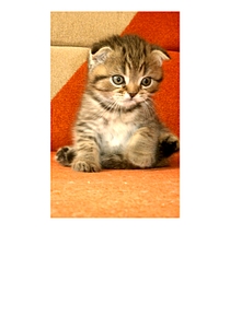 1052 X 1501 462.0 Kb        