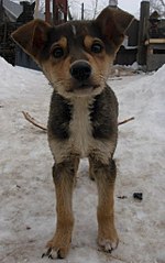 320 X 510 31.6 Kb - -   