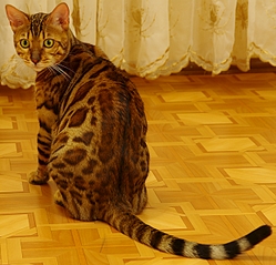 620 X 596 326.6 Kb Бенгальские котята