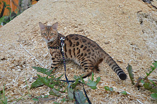 640 X 424 88.6 Kb 620 X 596 326.6 Kb Бенгальские котята