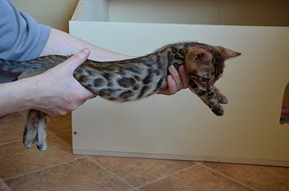 604 X 400 32.9 Kb Бенгальские котята