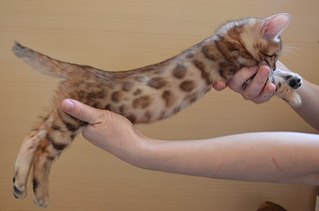 604 X 400 26.6 Kb Бенгальские котята