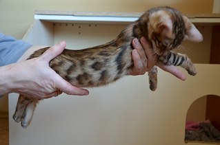 604 X 400 30.2 Kb Бенгальские котята