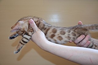 604 X 400 29.4 Kb Бенгальские котята