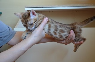 604 X 400 31.7 Kb Бенгальские котята