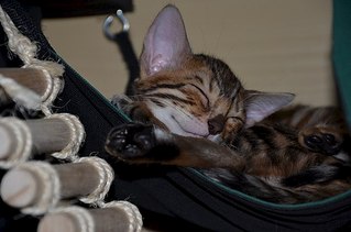 604 X 400  39.2 Kb Бенгальские котята