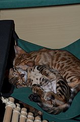 400 X 604  41.4 Kb 604 X 400  39.2 Kb Бенгальские котята