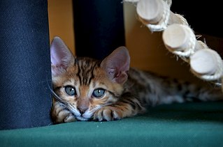 604 X 400  39.9 Kb 400 X 604  41.4 Kb 604 X 400  39.2 Kb Бенгальские котята