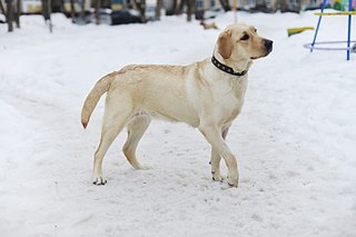 807 X 538  51.8 Kb       ?