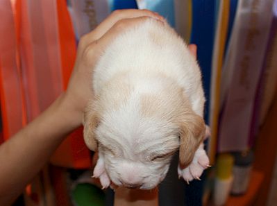 1860 X 1382 188.9 Kb 1497 X 1880 260.2 Kb 1920 X 1527 248.8 Kb -, !  'Prime Pride'