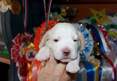 1904 X 1315 200.4 Kb -, !  'Prime Pride'