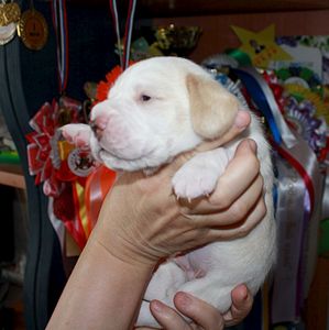 1748 X 1751 227.2 Kb 1904 X 1315 200.4 Kb -, !  'Prime Pride'