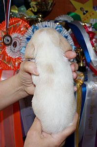 1025 X 1547 157.4 Kb -, !  'Prime Pride'