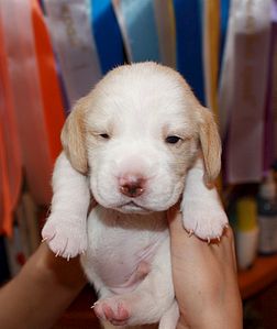 1403 X 1665 201.0 Kb 1570 X 1288 192.7 Kb 1025 X 1547 157.4 Kb -, !  'Prime Pride'