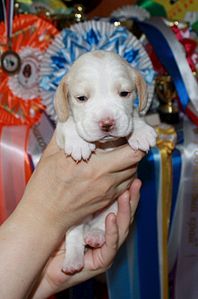 1016 X 1535 141.1 Kb -, !  'Prime Pride'