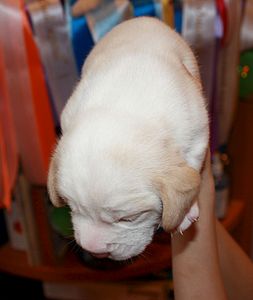 1452 X 1719 188.9 Kb 1627 X 1501 223.2 Kb 1016 X 1535 141.1 Kb -, !  'Prime Pride'