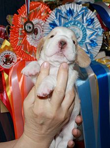 1185 X 1594 195.0 Kb -, !  'Prime Pride'