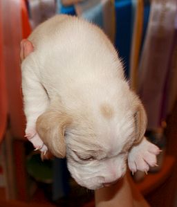 1337 X 1564 172.9 Kb 1176 X 1450 174.2 Kb 1185 X 1594 195.0 Kb -, !  'Prime Pride'