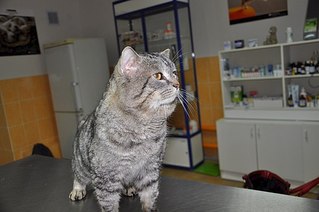 604 X 401 40.4 Kb ул.Союзная кто рядом? приютите кота!