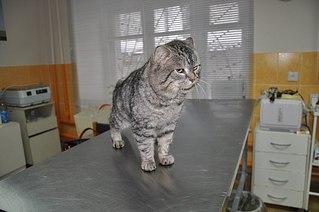 604 X 401 39.4 Kb ул.Союзная кто рядом? приютите кота!